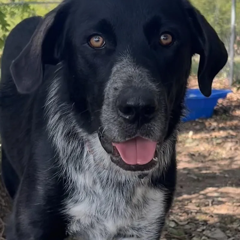 Tux