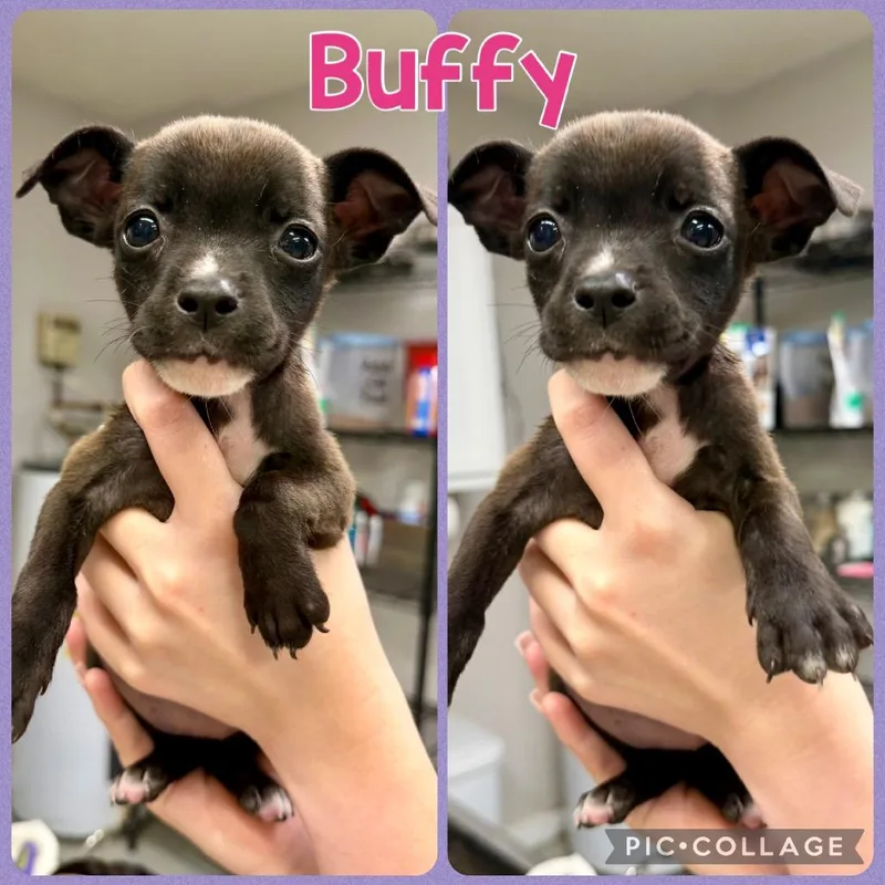 A baby small-sized female Black Chihuahua dog named Buffy for adoption in Opelika, AL