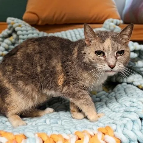 An adult small-sized female Domestic Short Hair cat named Beans for adoption in Clinton Township, MI
