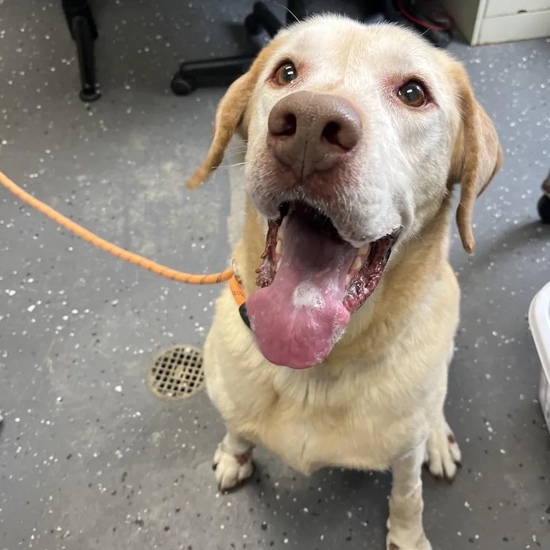 A senior large-sized male Yellow / Tan / Blond / Fawn Mixed Breed dog named Jesse for adoption in Columbiana, AL