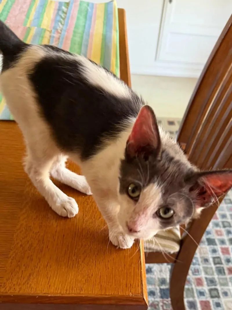 A baby small-sized male Black & White / Tuxedo Domestic Medium Hair cat named Jazzy for adoption in Parlier, CA