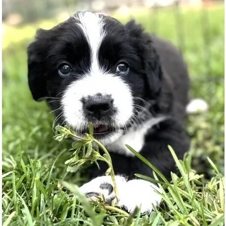 A baby large-sized male Black Saint Bernard dog named Edison for adoption in Santa Rosa, CA