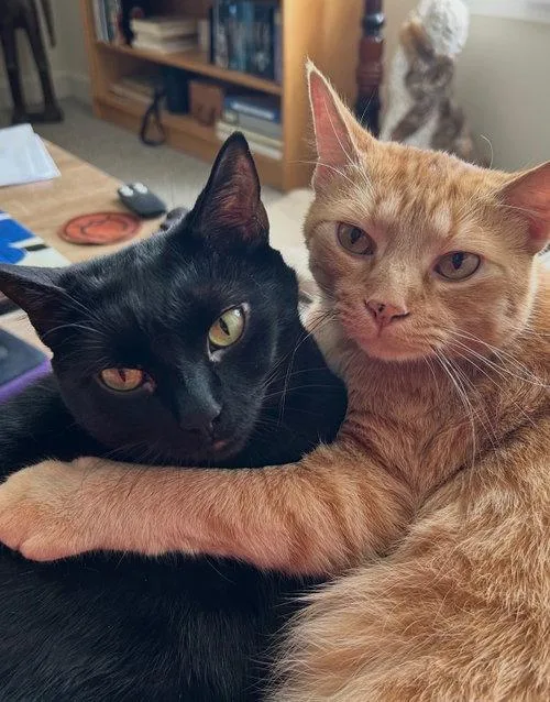 An adult medium-sized male Orange / Red Domestic Short Hair cat named Baldur for adoption in Pittsboro, NC