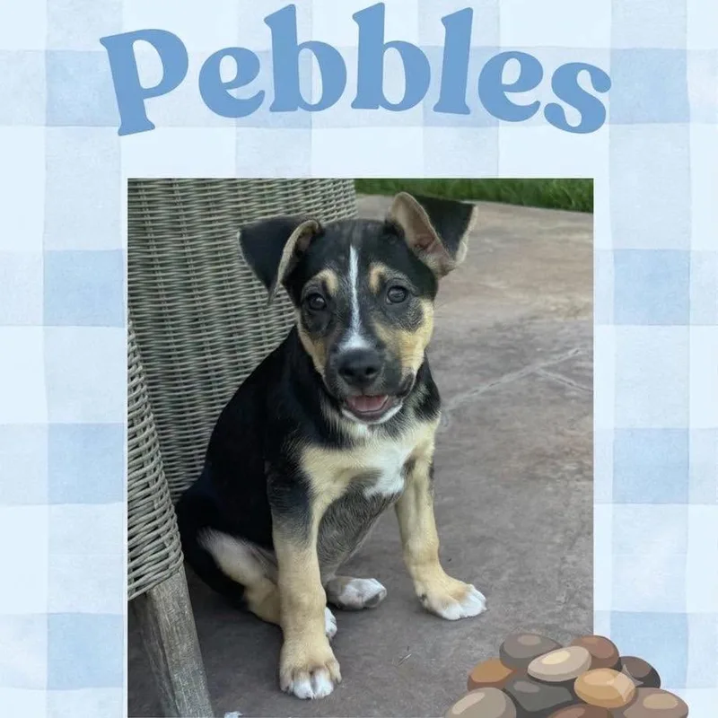 A baby medium-sized male Black Terrier dog named Pebbles for adoption in Orangevale, CA