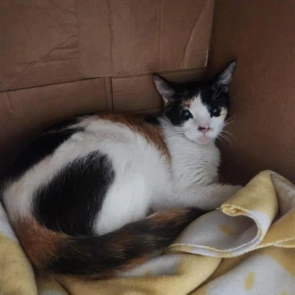 A young medium-sized female Calico Domestic Short Hair cat named Arkansas for adoption in Tacoma, WA