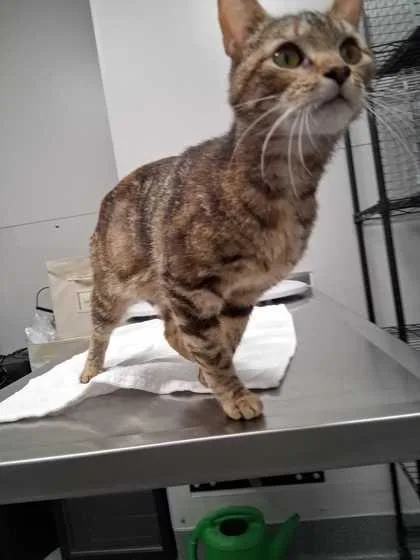 An adult medium-sized female Domestic Short Hair cat named Rayne for adoption in Sevierville, TN