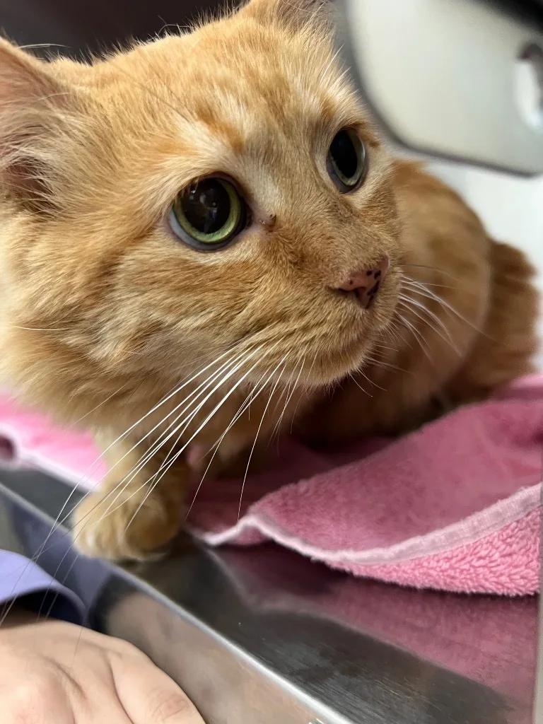 A senior small-sized female Domestic Long Hair cat named Pumpkin for adoption in El Paso, TX