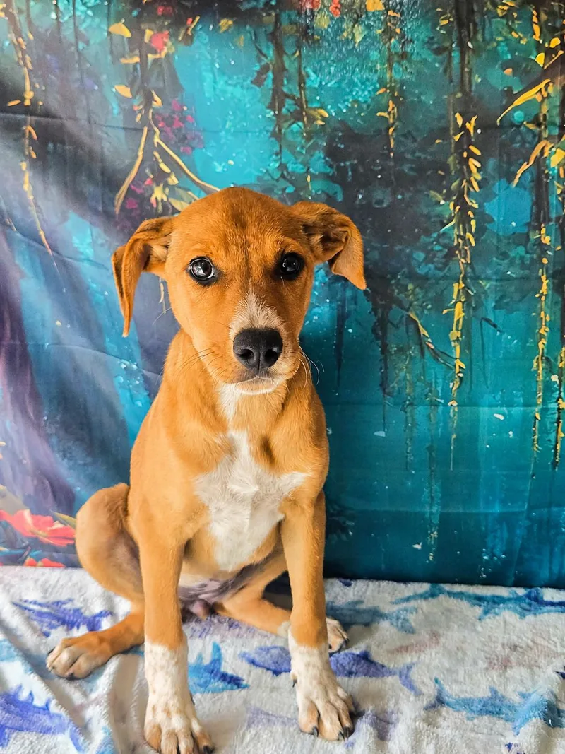 A young medium-sized female Apricot / Beige Labrador Retriever dog named Millie for adoption in Tylertown, MS