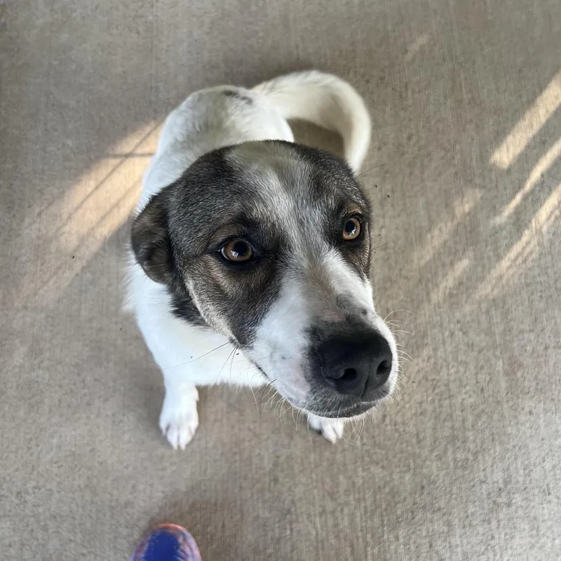 A young medium-sized male White / Cream Great Pyrenees dog named Kix for adoption in Waco, TX
