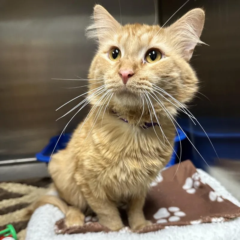 An adult medium-sized male Buff / Tan / Fawn Domestic Medium Hair cat named Jonah Sullivan Petsense for adoption in Union, MO
