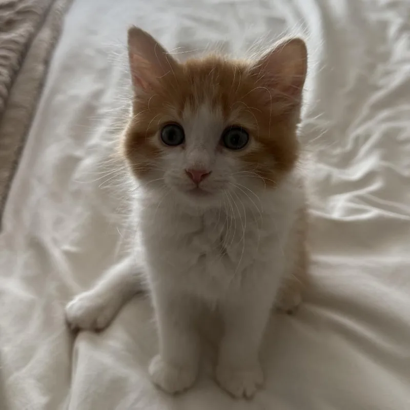 A baby small-sized male Orange / Red Domestic Long Hair cat named Frodo for adoption in Sunnyvale, CA