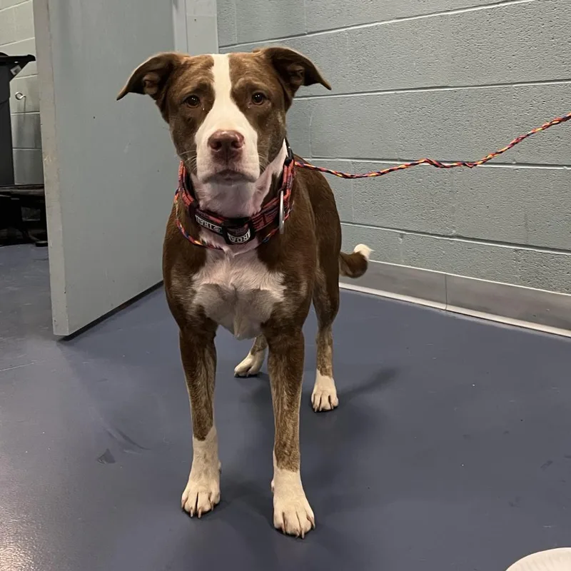 An adult medium-sized female Brown / Chocolate Pit Bull Terrier dog named Daisy May for adoption in Greensboro, NC