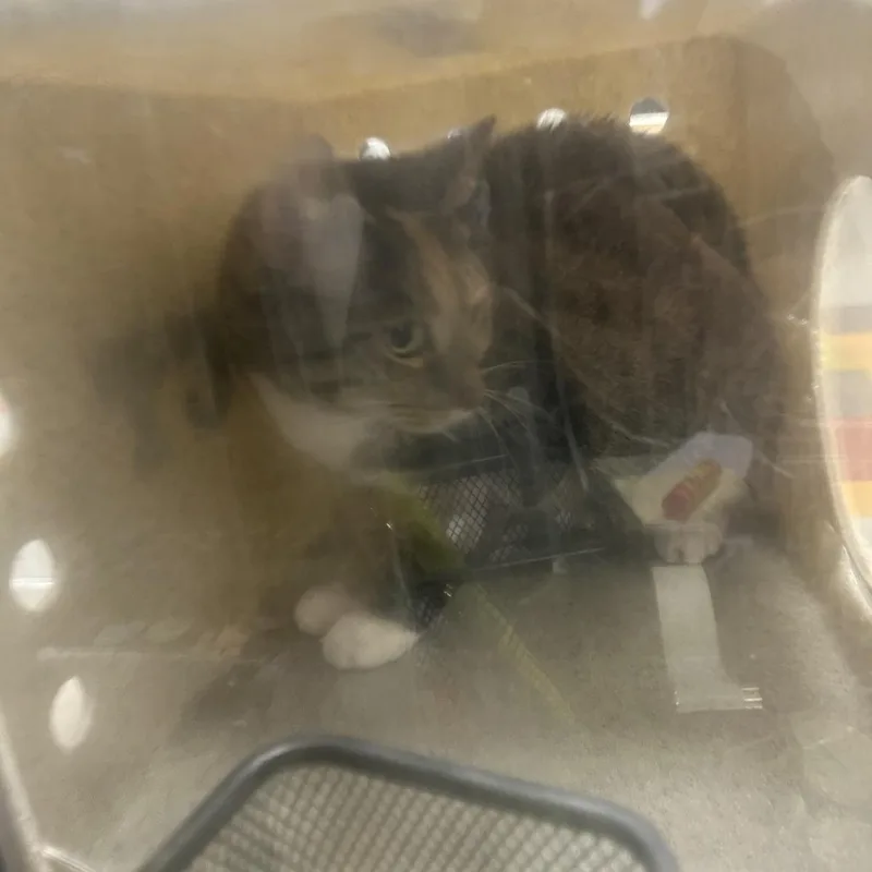 A senior small-sized male Brown / Chocolate Domestic Medium Hair cat named Mercury for adoption in Philadelphia, PA