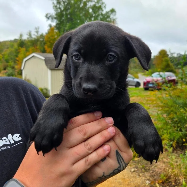A baby medium-sized male Black Shepherd dog named CT Blaze avail Oct for adoption in Stormville, NY