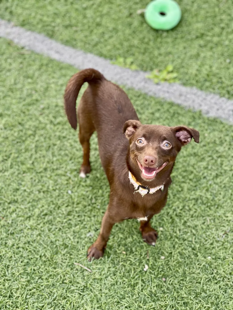 A young small-sized male Chihuahua dog named Carlos for adoption in Hornell, NY