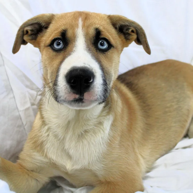 A baby small-sized female Brown / Chocolate Husky dog named Astra for adoption in Michigan City, IN