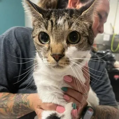 Woodworm thumbnail 2