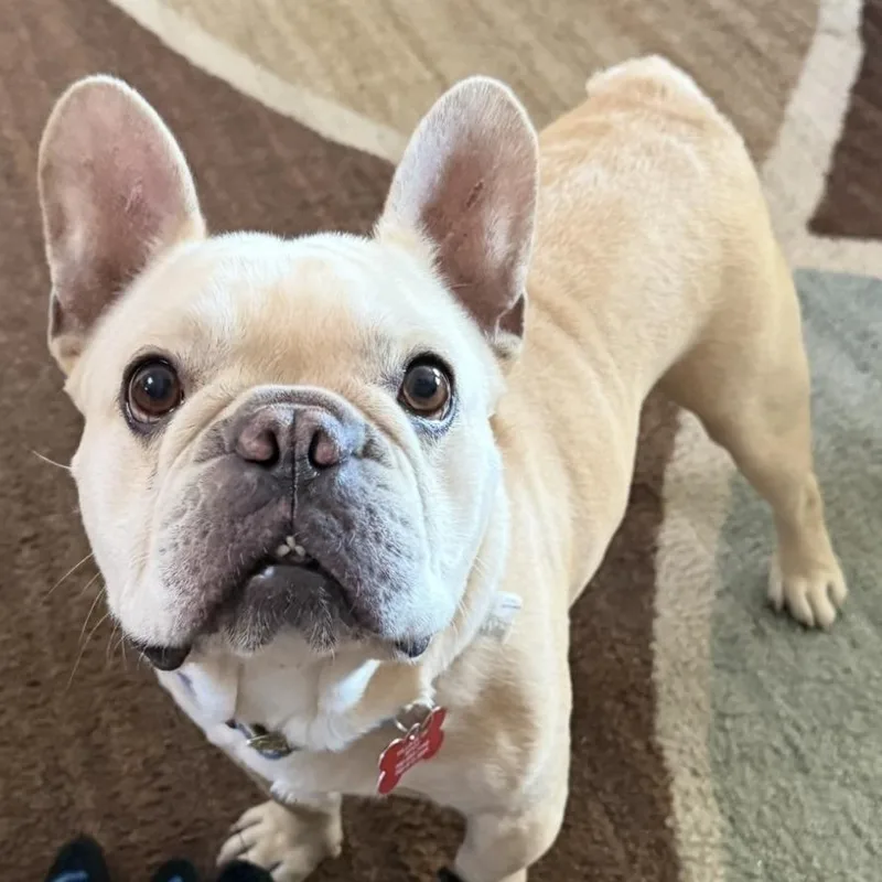 Frankie thumbnail 3