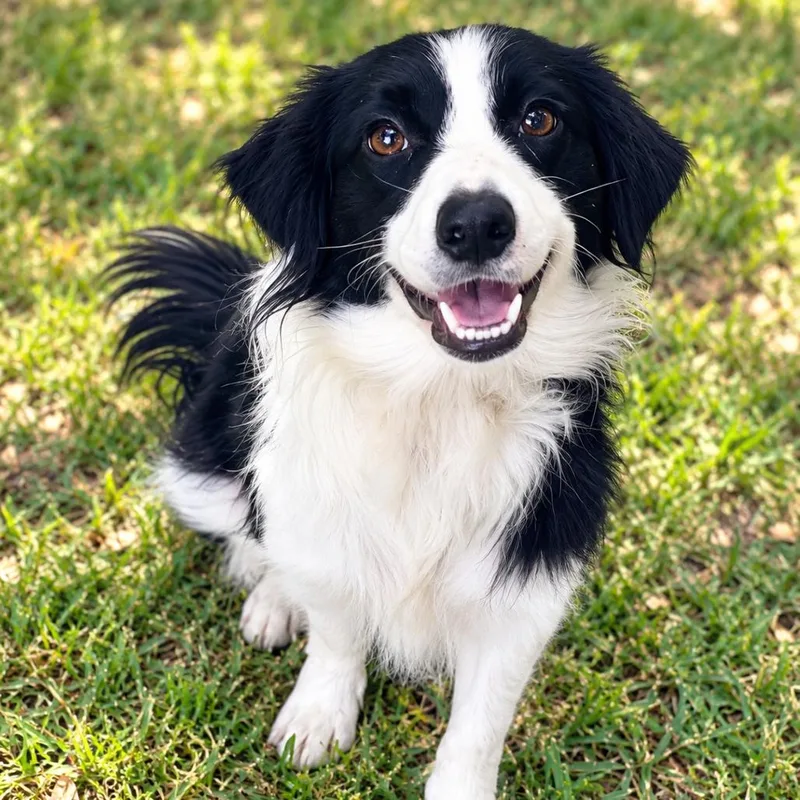A young small-sized female Black Border Collie dog named Daisy for adoption in Lucedale, MS