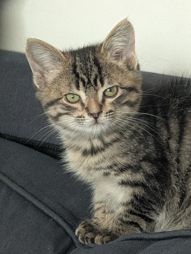 A baby small-sized male Domestic Short Hair cat named Fig Newton for adoption in Hillsborough, NC