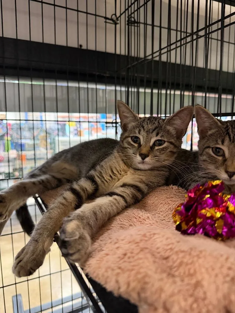 A baby medium-sized female Domestic Short Hair cat named Goat for adoption in Lancaster, PA