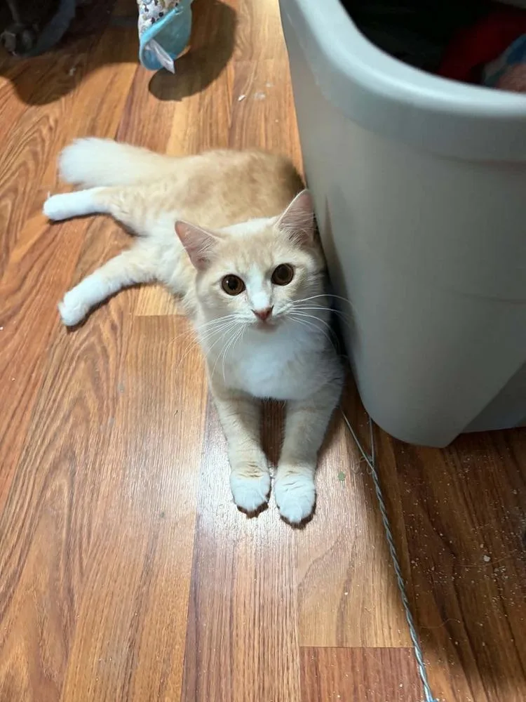 Miss Marmalade