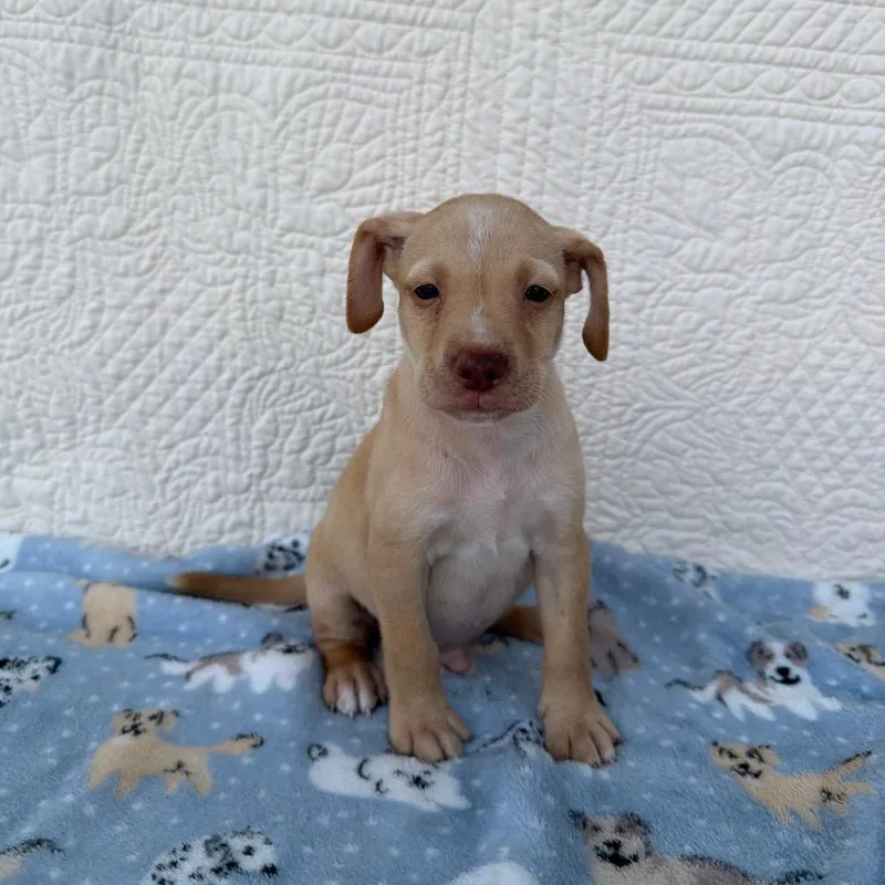 A baby small-sized male Terrier dog named Party Hat for adoption in Carencro, LA