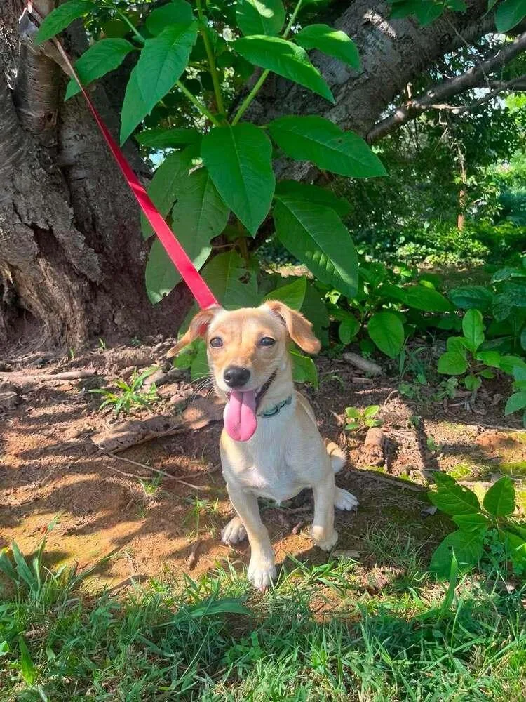 A young medium-sized female Chihuahua dog named Elle Woods for adoption in Candler, NC