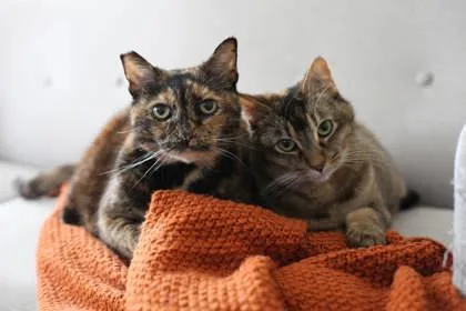 An adult small-sized female Domestic Short Hair cat named Dani for adoption in Seattle, WA
