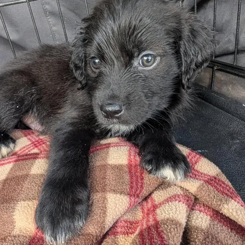 A baby medium-sized male Black Australian Shepherd dog named Saturno for adoption in Sparta, NJ
