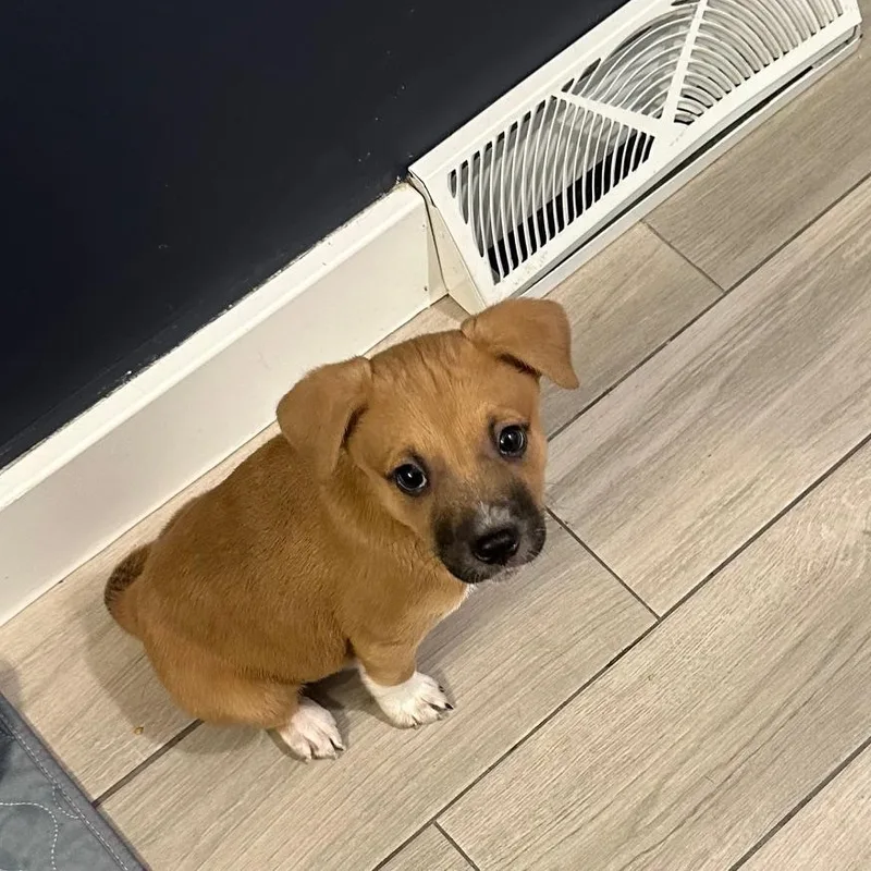 A baby medium-sized male Yellow / Tan / Blond / Fawn Terrier dog named Yogi for adoption in Plainfield, IL