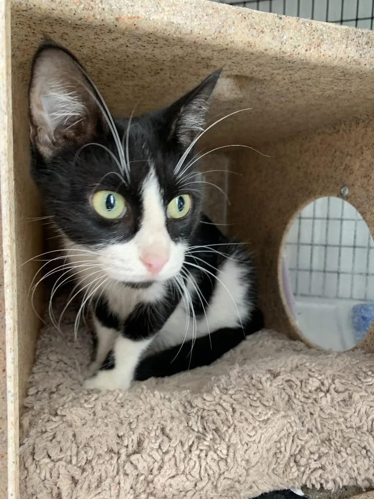 An adult medium-sized female Domestic Medium Hair cat named Storm for adoption in Luling, TX