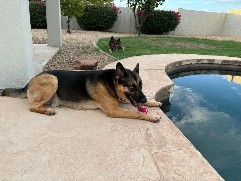An adult large-sized male Brown / Chocolate German Shepherd Dog dog named Jackson and Bella for adoption in Glendale, AZ