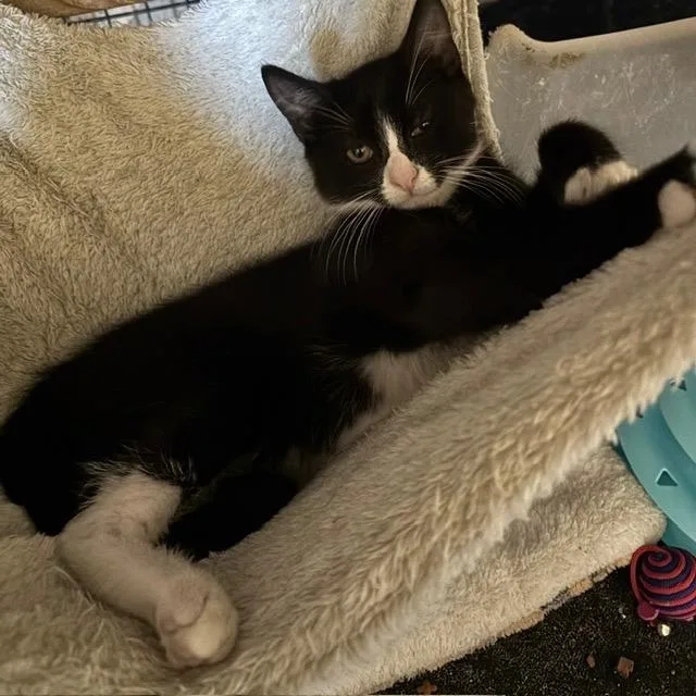 A baby small-sized male Domestic Short Hair cat named Frack for adoption in Camp Hill, PA