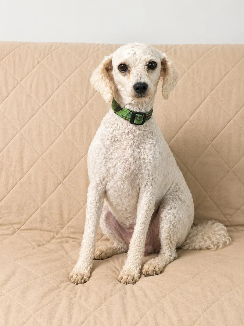 An adult medium-sized female Goldendoodle dog named Biscuit for adoption in Hop Bottom, PA