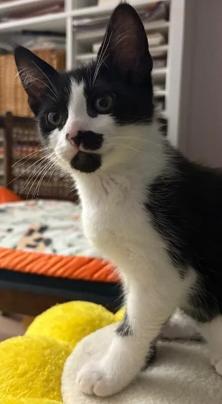 A young medium-sized female Domestic Short Hair cat named Beetle for adoption in Arlington, WA
