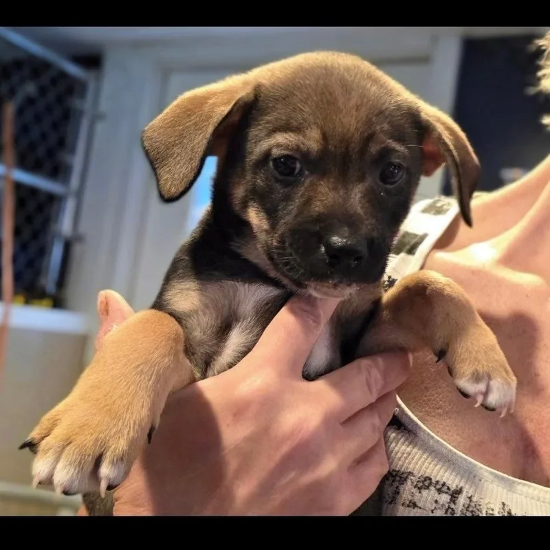 A baby small-sized female Sable Mixed Breed dog named Mya for adoption in Kittanning, PA