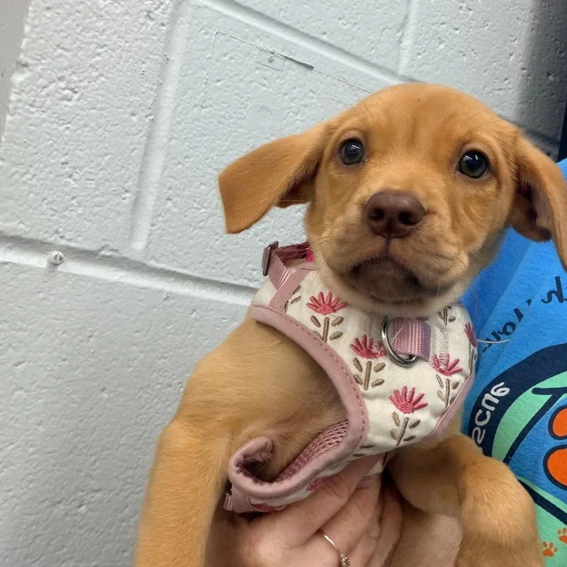 A baby small-sized female Feist dog named Ddb for adoption in Fairfax, VA