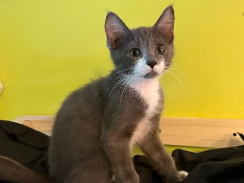 A baby medium-sized male Gray & White Domestic Short Hair cat named Pierre for adoption in Rochester, NY