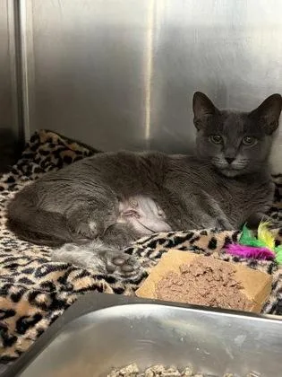 An adult medium-sized female Domestic Short Hair cat named California Roll for adoption in Lowell, MA