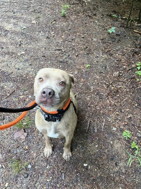 An adult medium-sized male Pit Bull Terrier dog named Bill for adoption in Newton, NC