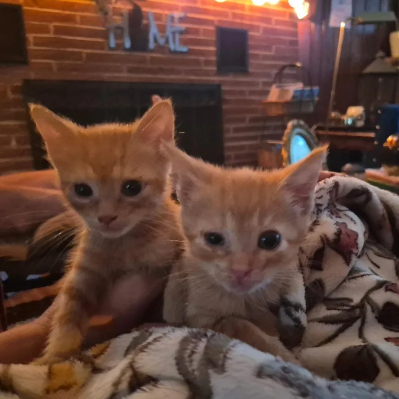 A baby small-sized male Domestic Short Hair cat named Fred for adoption in Richland, MI