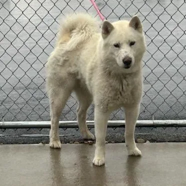 An adult medium-sized male White / Cream Siberian Husky dog named Luka for adoption in Lockport, IL
