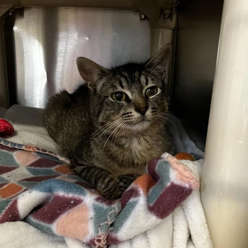 An adult medium-sized male Brown / Chocolate Domestic Short Hair cat named Pogo for adoption in Newark, DE