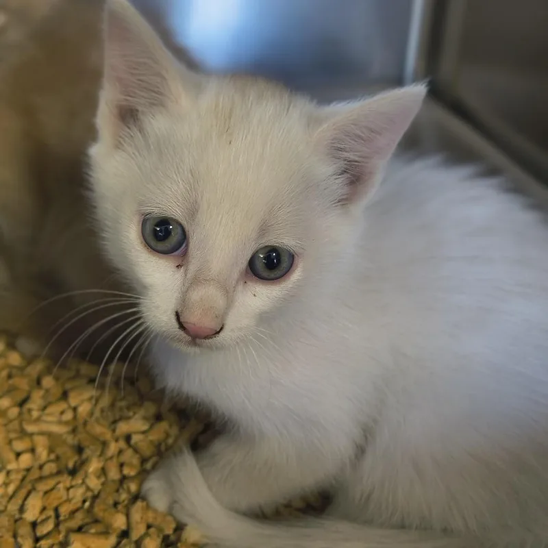 A baby small-sized male White Domestic Medium Hair cat named Sunny for adoption in Othello, WA