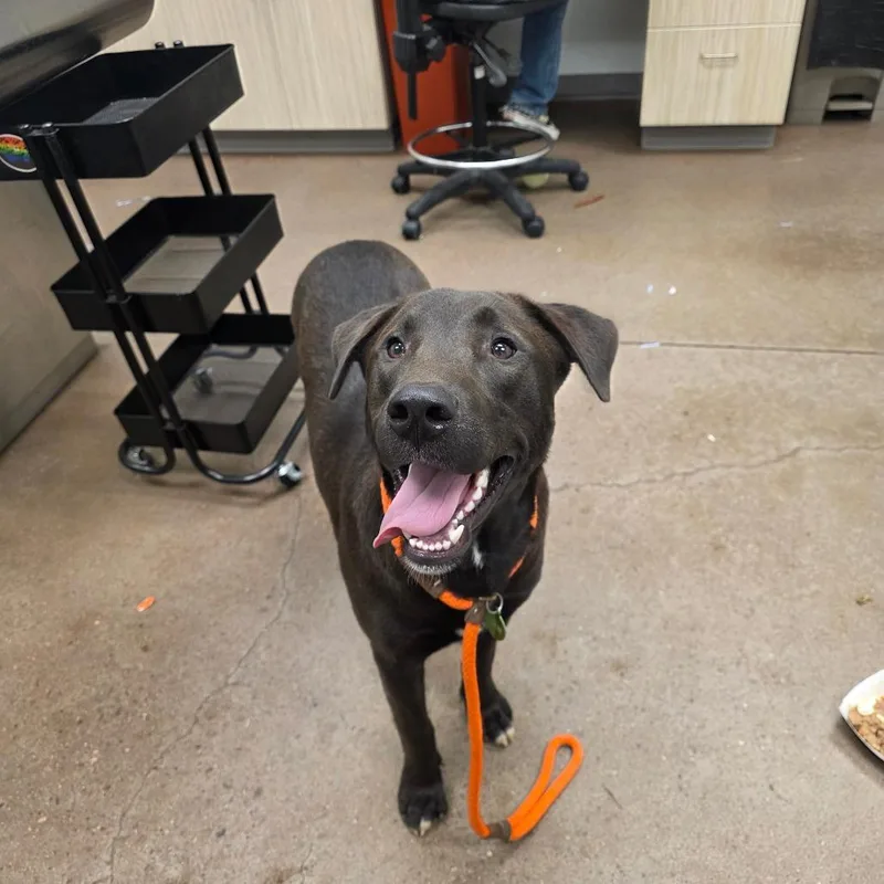 A young large-sized female Black Labrador Retriever dog named Lula for adoption in Chattanooga, TN