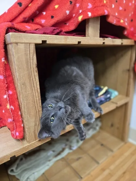 A senior medium-sized male Domestic Medium Hair cat named Giorgio for adoption in Kingston, NY