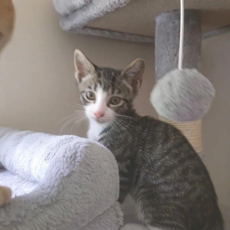 A baby medium-sized male Tabby (Brown / Chocolate) Domestic Short Hair cat named Prince for adoption in Wayne, NJ