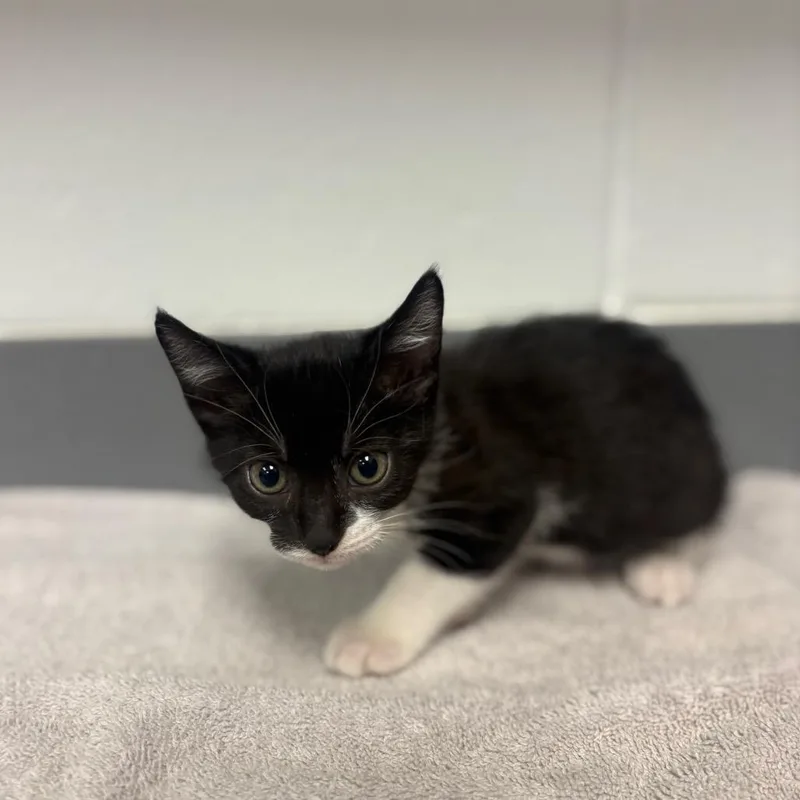 A baby small-sized male Black Domestic Short Hair cat named Oopsey for adoption in Sarasota, FL
