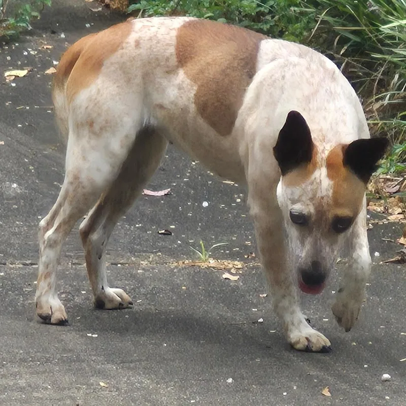 An adult medium-sized female White / Cream Cattle Dog dog named Camellia for adoption in Montgomery, AL